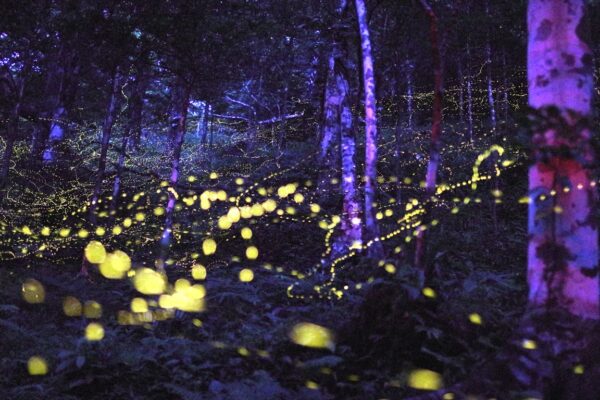 21年6月 島色 無限大